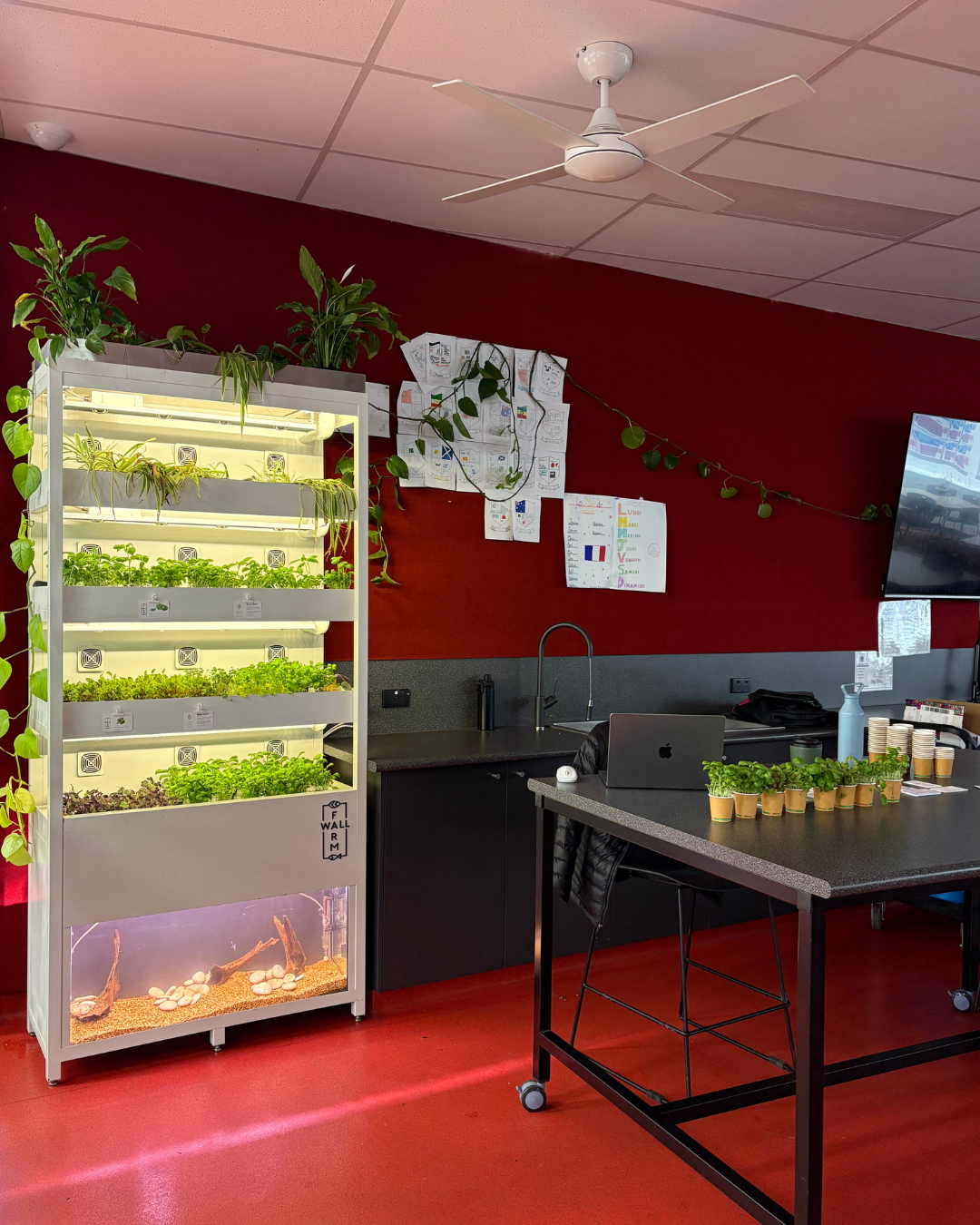 Farmwall vertical farm growing fresh greens in a classroom
