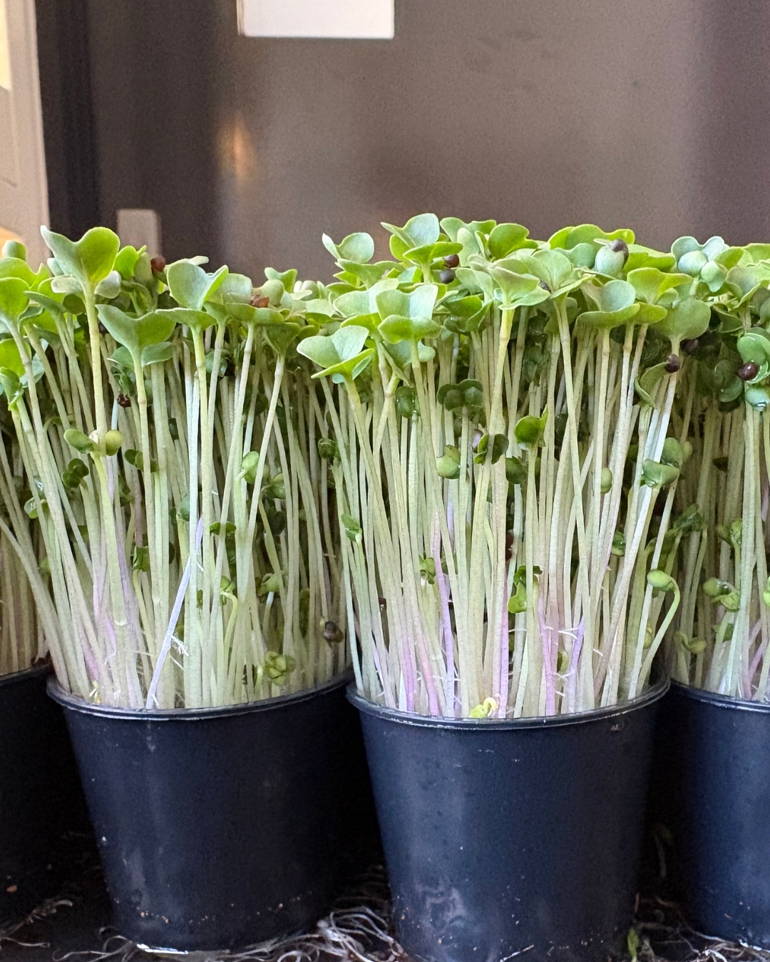 Fresh microgreens growing in pots