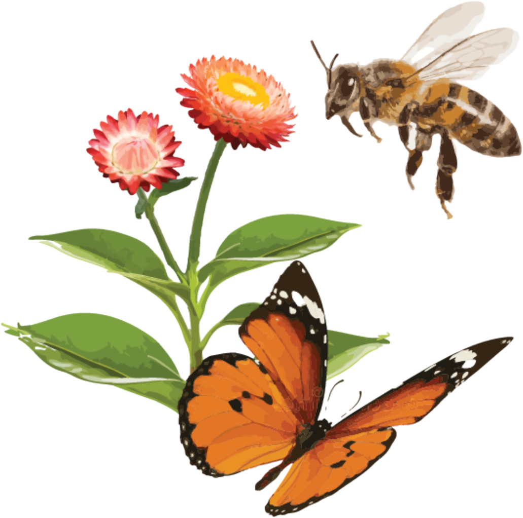 Illustration of a bee and butterfly visiting colourful flowers