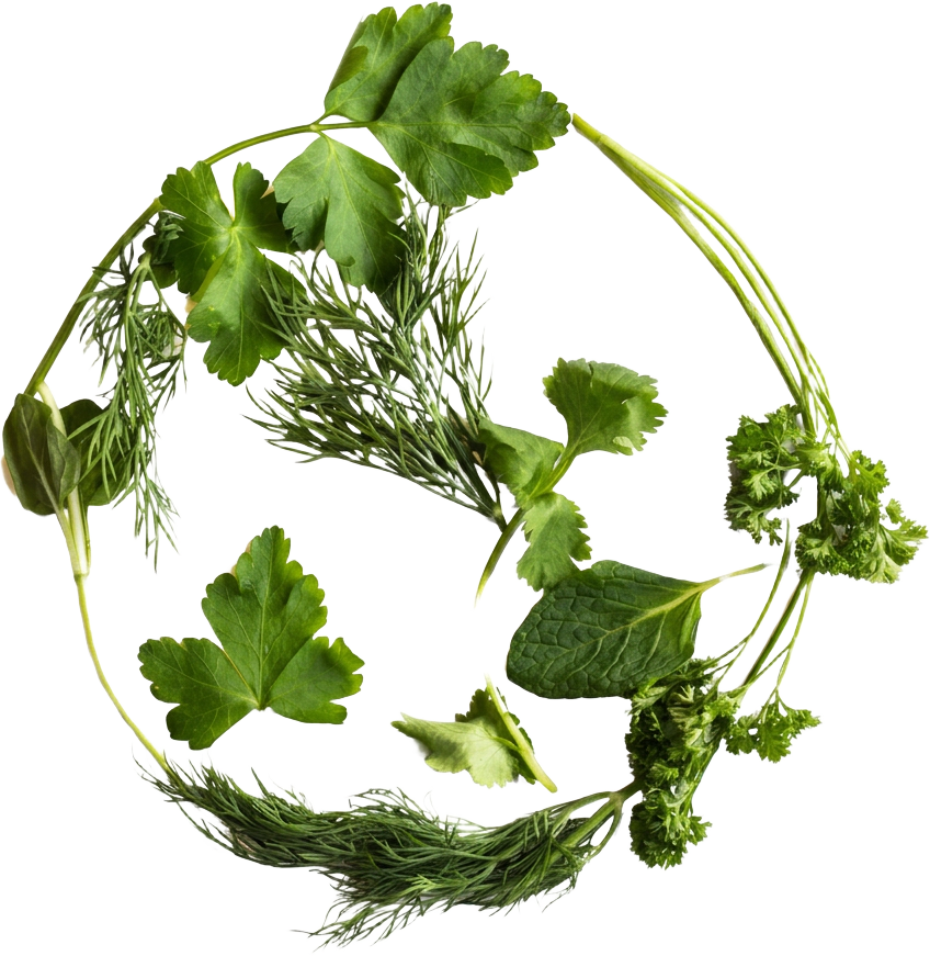 Illustration of fresh herbs arranged in a circular shape